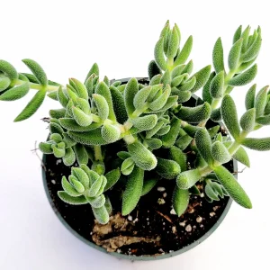 Crassula mesembryanthemoides 'Tenelli' Succulent Live Plant - Drought Tolerant - Image 8