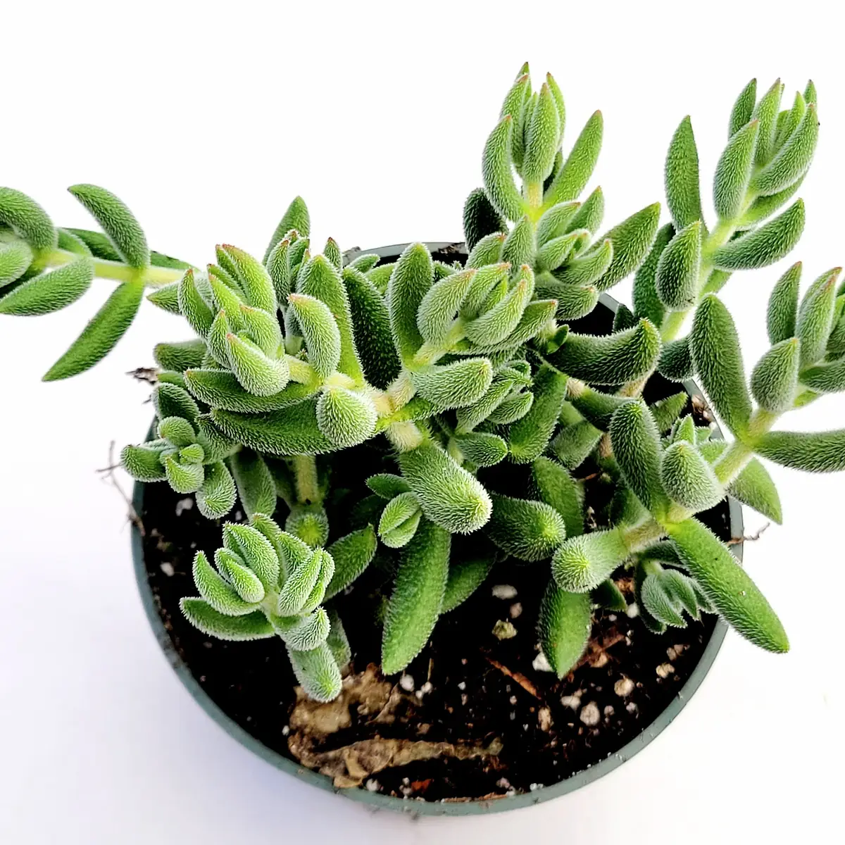 Crassula mesembryanthemoides 'Tenelli' Succulent Live Plant - Drought Tolerant - Image 8