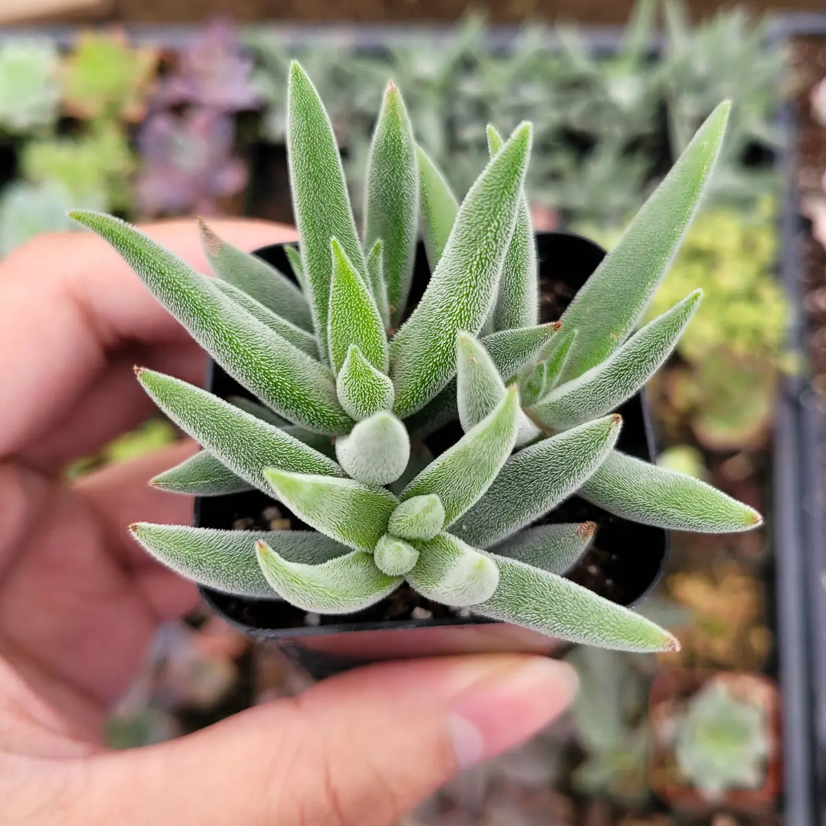Crassula mesembryanthemoides 'Tenelli' Succulent Live Plant - Drought Tolerant - Image 1