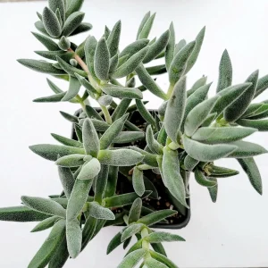 Crassula mesembryanthemoides 'Tenelli' Succulent Plant Live - Drought Tolerant - Image 10