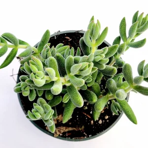 Crassula mesembryanthemoides 'Tenelli' Succulent Plant Live - Drought Tolerant - Image 6