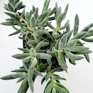 Crassula mesembryanthemoides 'Tenelli' Succulent Plant Live - Drought Tolerant - Image 9