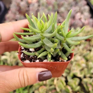 Crassula 'Miniature Pine Tree' Live Succulent Plant - Easy Care for Beginners - Image 2