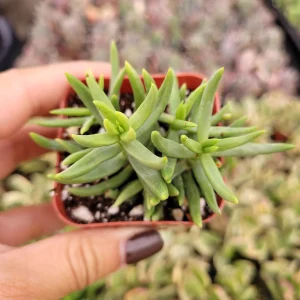 Crassula 'Miniature Pine Tree' Live Succulent Plant - Easy Care for Beginners - Image 3