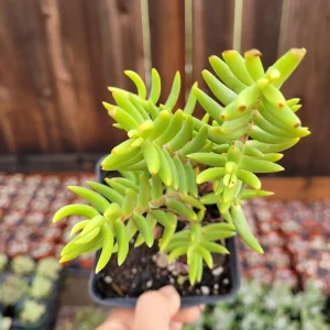Crassula 'Miniature Pine Tree' Live Succulent Plant - Easy Care for Beginners - Image 4