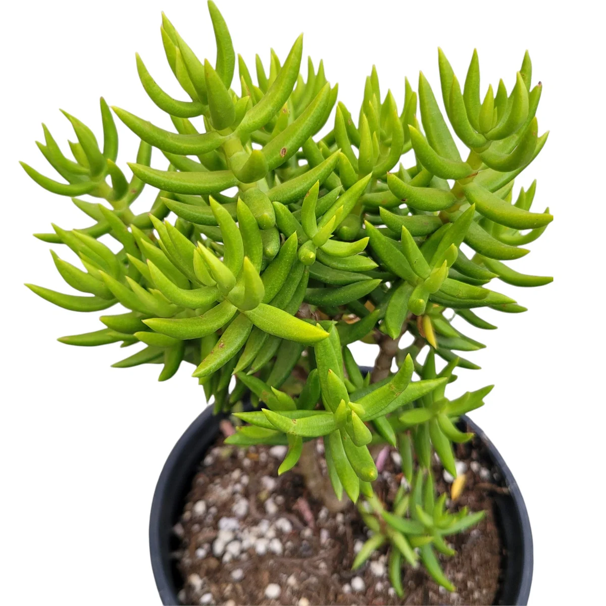 Crassula 'Miniature Pine Tree' Live Succulent Plant - Easy Care for Beginners - Image 6