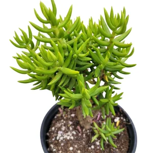 Crassula 'Miniature Pine Tree' Live Succulent Plant - Easy Care for Beginners - Image 7