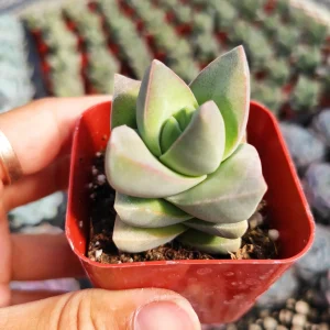 Crassula 'Moonglow' Live Succulent Plant - Unique Grey-Green Foliage - Image 1