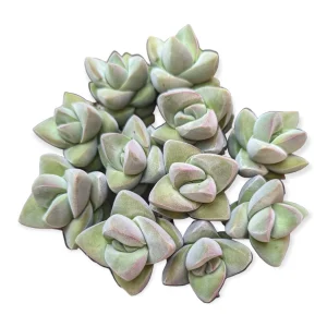 Crassula 'Moonglow' Live Succulent Plant - Unique Grey-Green Foliage - Image 6