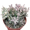 Crassula muscosa f. variegata 'Watch Chain' Succulent Live Plant Indoor - Image 1