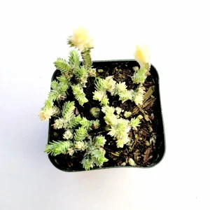 Crassula muscosa f. variegata 'Watch Chain' Succulent Live Plant Indoor - Image 3