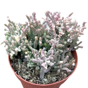 Crassula Muscosa Variegata 'Watch Chain' Succulent Plant Live - Indoor/Outdoor - Image 1
