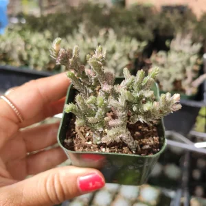 Crassula Muscosa Variegata 'Watch Chain' Succulent Plant Live - Indoor/Outdoor - Image 4