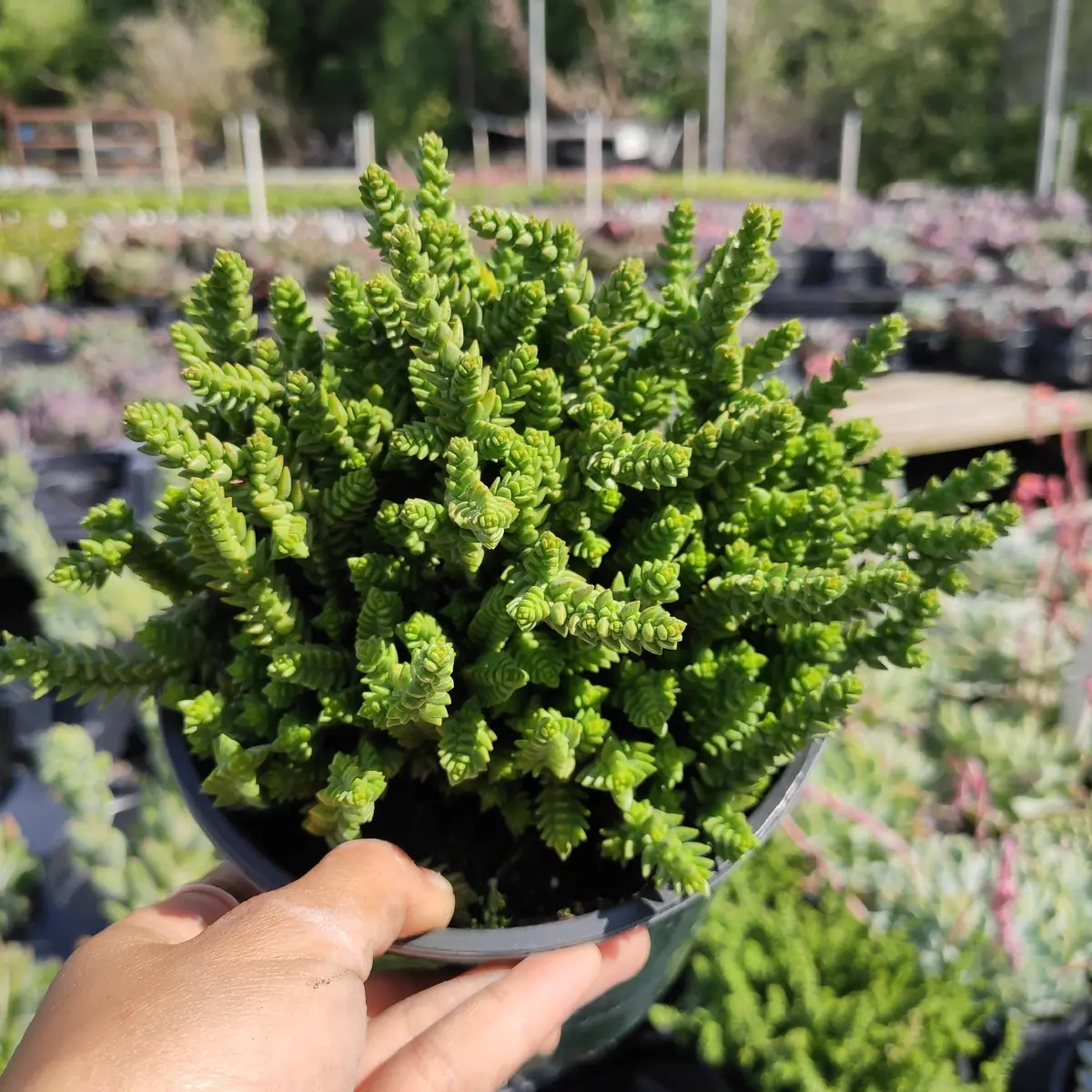Crassula muscosa 'Watch Chain' Succulent Live Plant - Easy Care Indoor - Image 1