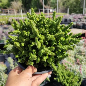 Crassula muscosa 'Watch Chain' Succulent Live Plant - Easy Care Houseplant - Image 2