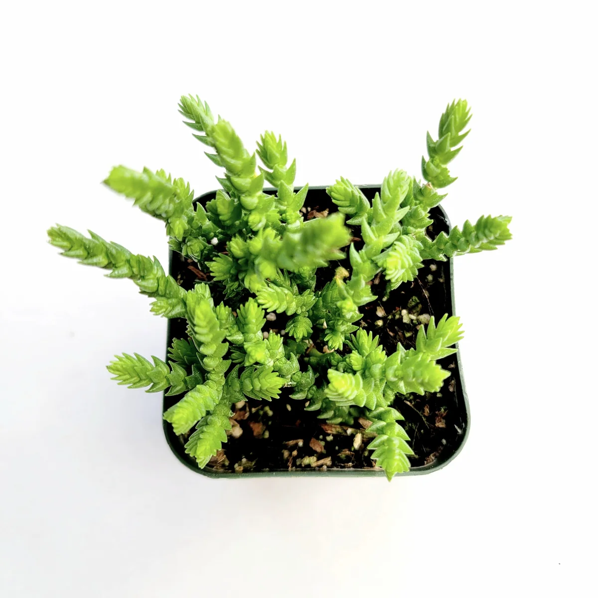 Crassula muscosa 'Watch Chain' Succulent Live Plant - Easy Care Indoor - Image 4