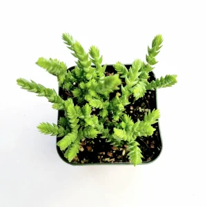 Crassula muscosa 'Watch Chain' Succulent Live Plant - Easy Care Houseplant - Image 4
