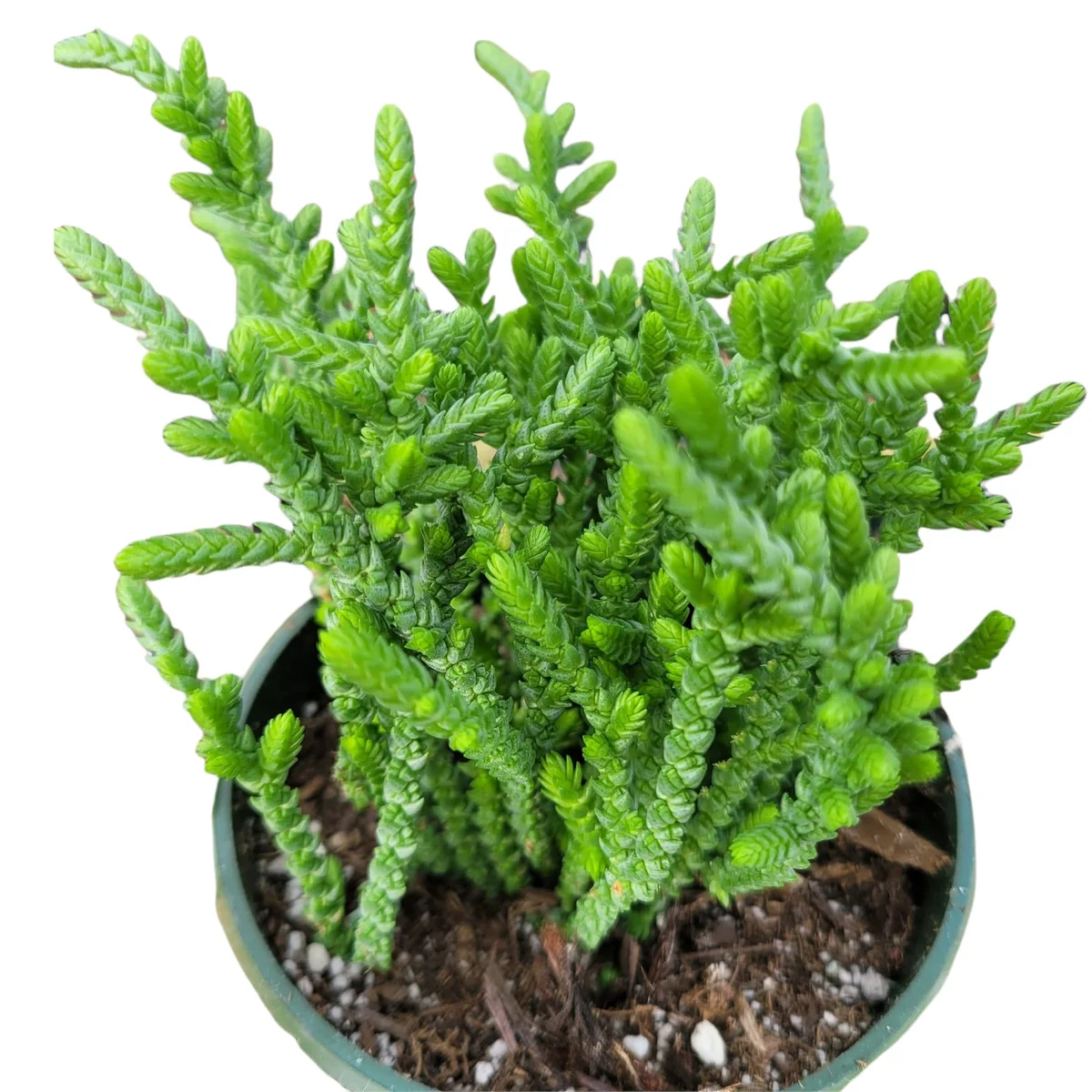 Crassula muscosa 'Watch Chain' Succulent Live Plant - Easy Care Indoor - Image 5