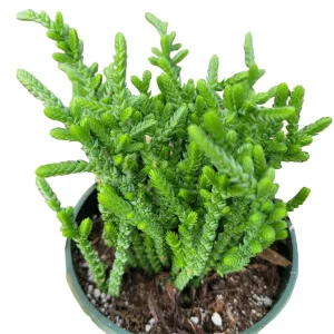 Crassula muscosa 'Watch Chain' Succulent Live Plant - Easy Care Houseplant - Image 5
