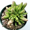 Crassula nudicaulis var. herrei Succulent Live Plant - Easy Care Indoor/Outdoor - Image 1