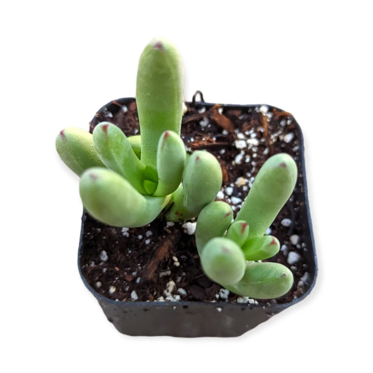 Crassula nudicaulis var. herrei Succulent Live Plant - Easy Care Indoor/Outdoor - Image 3