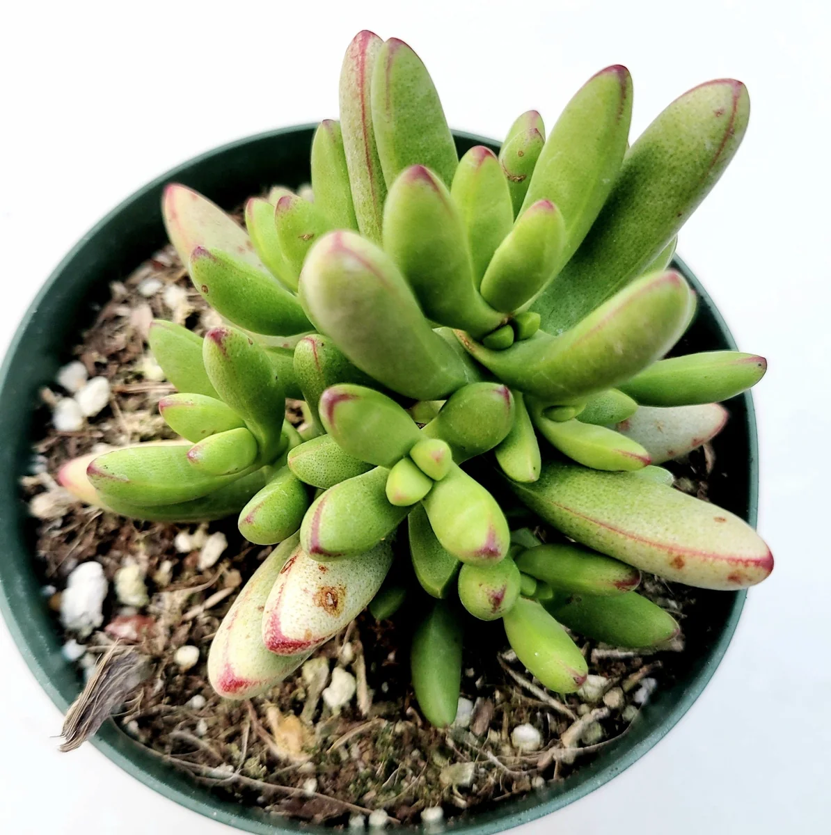 Crassula nudicaulis var. herrei Succulent Live Plant - Easy Care Indoor/Outdoor - Image 1