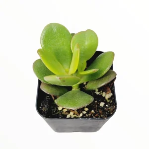 Crassula ovata 'Baby Jade' Succulent Live Plant - Drought-Tolerant Houseplant - Image 3