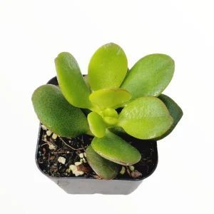 Crassula ovata 'Baby Jade' Succulent Live Plant - Drought-Tolerant Houseplant - Image 4