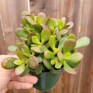 Crassula ovata 'Baby Jade' Succulent Live Plant - Drought-Tolerant Houseplant - Image 6