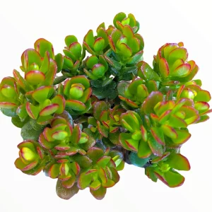 Crassula ovata 'Baby Jade' Succulent Live Plant - Easy Care Potted Houseplant - Image 2