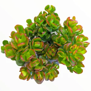 Crassula ovata 'Baby Jade' Succulent Live Plant - Easy Care Potted Houseplant - Image 1