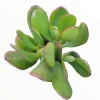 Crassula ovata - Classic Jade Succulent Live Plant | Drought-Tolerant Houseplant - Image 1