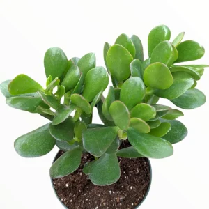 Crassula ovata - Classic Jade Succulent Live Plant | Drought-Tolerant Houseplant - Image 2