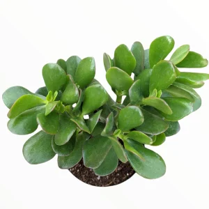 Crassula ovata - Classic Jade Succulent Live Plant | Drought-Tolerant Houseplant - Image 3