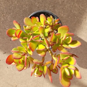 Crassula ovata - Classic Jade Succulent Live Plant | Drought-Tolerant Houseplant - Image 4