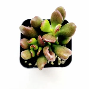 Crassula ovata 'ET's Fingers' Jade Succulent Live Plant - Image 2