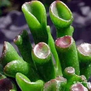 Crassula Ovata Gollum Live Plant - Shrek's Ear Jade - 2.5