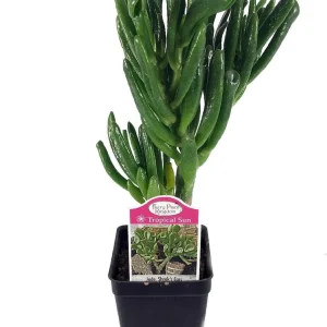 Crassula Ovata Gollum Live Plant - Shrek's Ear Jade - 2.5