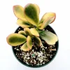 Crassula ovata 'Hummel's Sunset' Golden Jade Variegated Succulent Live Plant - Image 1