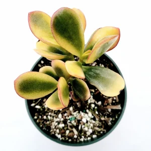 Crassula ovata 'Hummel's Sunset' Golden Jade Variegated Succulent Live Plant - Image 1