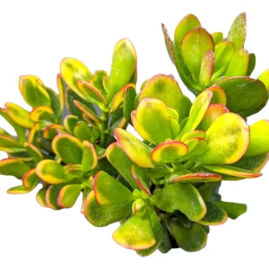 Crassula ovata 'Hummel's Sunset' Golden Jade Variegated Succulent Live Plant - Image 4