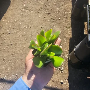 Crassula ovata Jade Plant Live Houseplant – 2 inch Pot – Indoor Succulent - Image 1