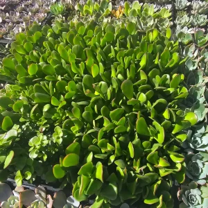 Crassula ovata Jade Plant Live Houseplant – 2 inch Pot – Indoor Succulent - Image 4