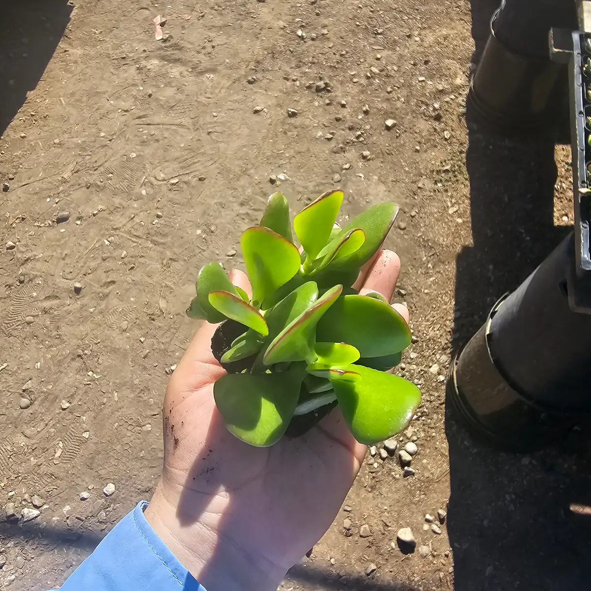 Crassula ovata Jade Plant Live Houseplant – 2 inch Pot – Indoor Succulent - Image 1