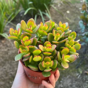 Crassula Ovata Jade Plant Live Succulent, House Plant in 4'' Pot - Image 2