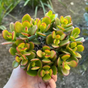 Crassula Ovata Jade Plant Live Succulent, House Plant in 4'' Pot - Image 1