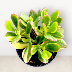 Crassula ovata 'Lemon and Lime' Variegated Jade Succulent Live Plant | 2-4 Inch Pot - Image 1
