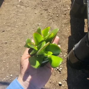 Crassula Ovata Succulent Live Plant - 2in Pot Jade Plant, Money Tree, Low Maintenance Houseplant - Image 2