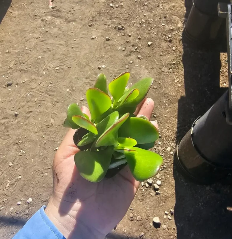 Crassula Ovata Succulent Live Plant - 2in Pot Jade Plant, Money Tree, Low Maintenance Houseplant - Image 2