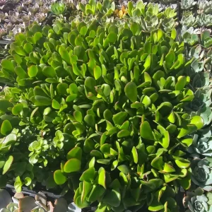 Crassula Ovata Succulent Live Plant - 2in Pot Jade Plant, Money Tree, Low Maintenance Houseplant - Image 3